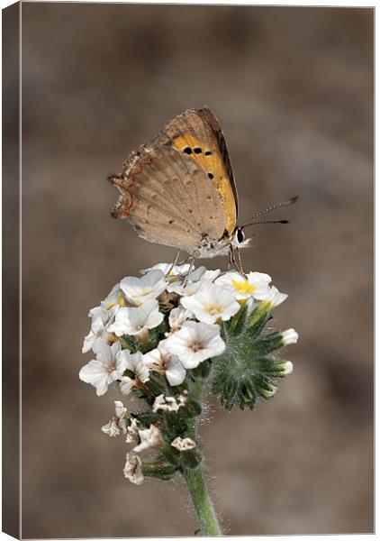 Small Copper Feasting Canvas Print by Oliver Porter
