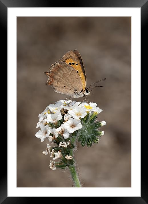 Small Copper Feasting Framed Mounted Print by Oliver Porter