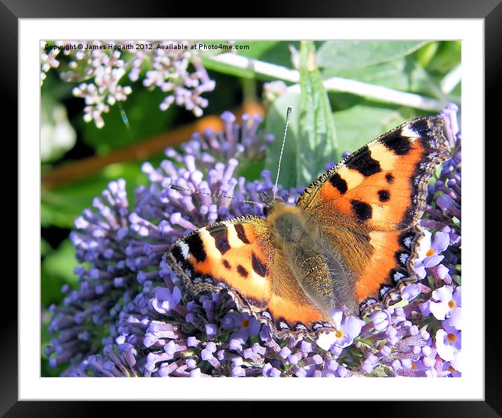 The Butterfly Bush Framed Mounted Print by James Hogarth