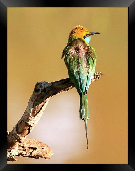 Little Green Bee-eater Framed Print by Debbie Metcalfe