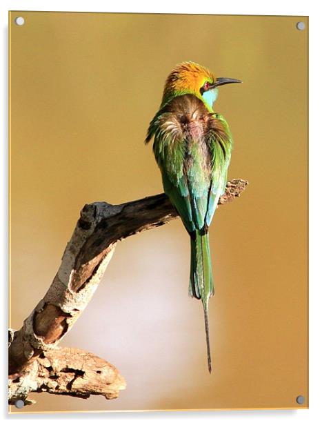 Little Green Bee-eater Acrylic by Debbie Metcalfe