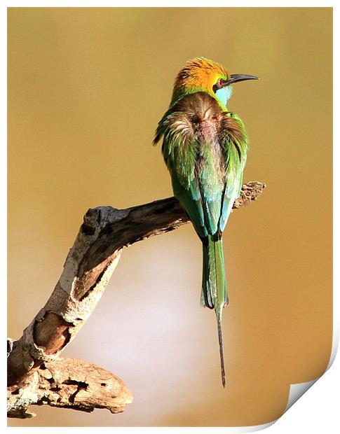 Little Green Bee-eater Print by Debbie Metcalfe