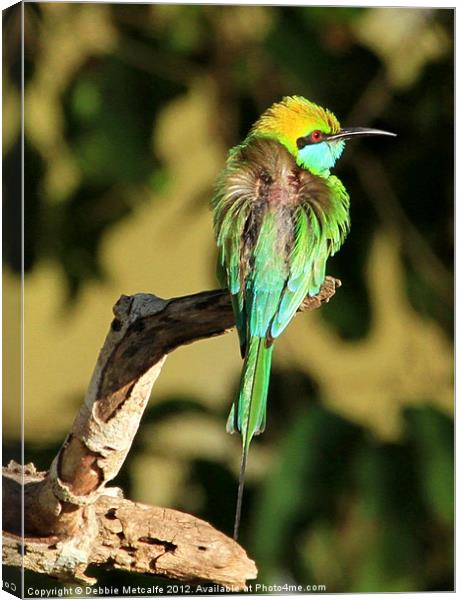 Green Bee-eater, Sri Lanka Canvas Print by Debbie Metcalfe