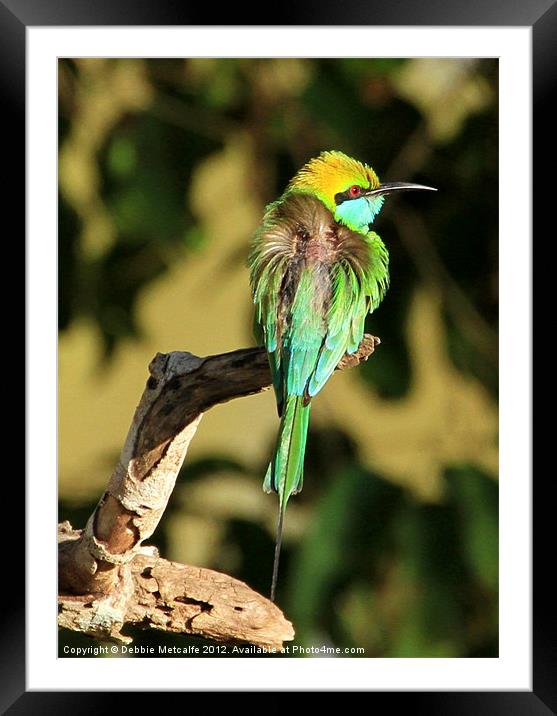 Green Bee-eater, Sri Lanka Framed Mounted Print by Debbie Metcalfe