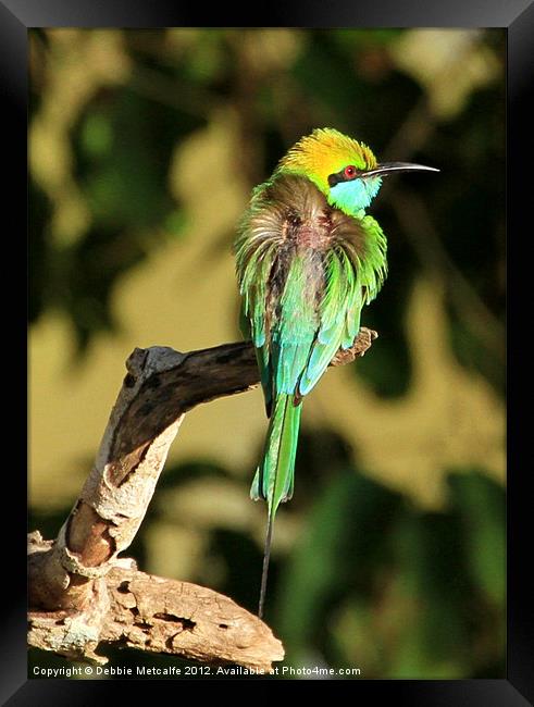 Green Bee-eater, Sri Lanka Framed Print by Debbie Metcalfe