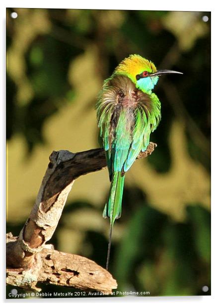 Green Bee-eater, Sri Lanka Acrylic by Debbie Metcalfe