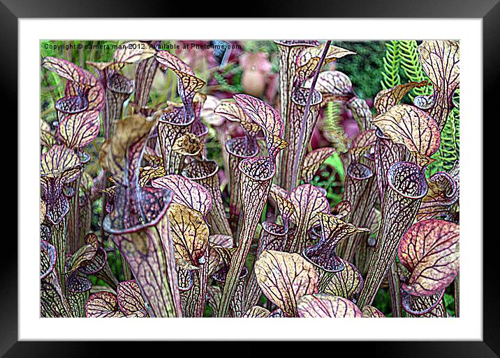 Hungry plants Framed Mounted Print by camera man