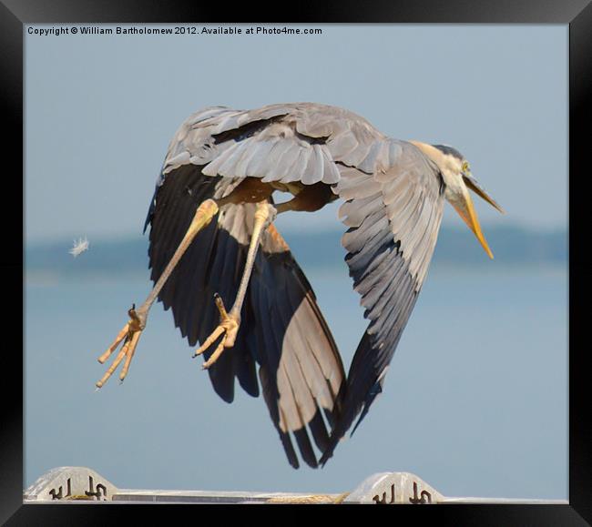 Heron Takes Flight Framed Print by Beach Bum Pics