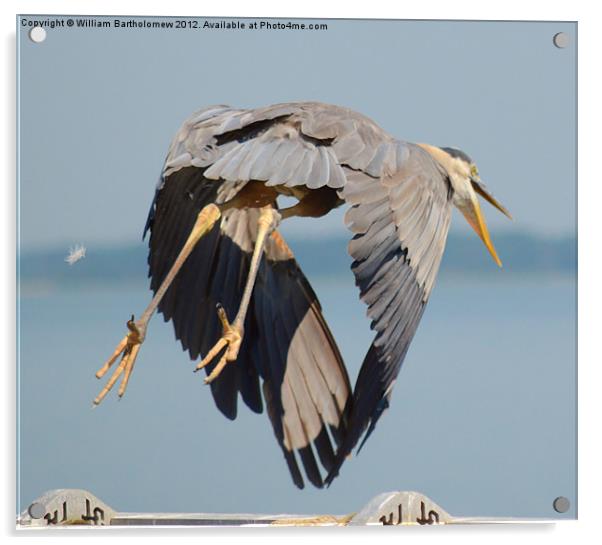 Heron Takes Flight Acrylic by Beach Bum Pics