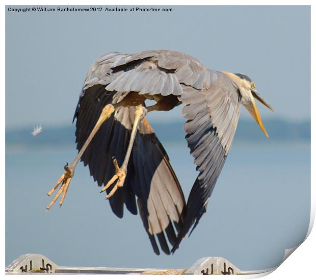 Heron Takes Flight Print by Beach Bum Pics