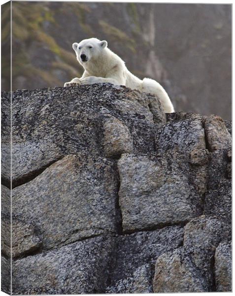 Polar Bear on rocks Canvas Print by Gail Johnson