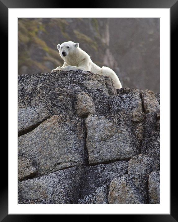 Polar Bear on rocks Framed Mounted Print by Gail Johnson