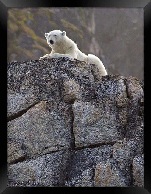 Polar Bear on rocks Framed Print by Gail Johnson