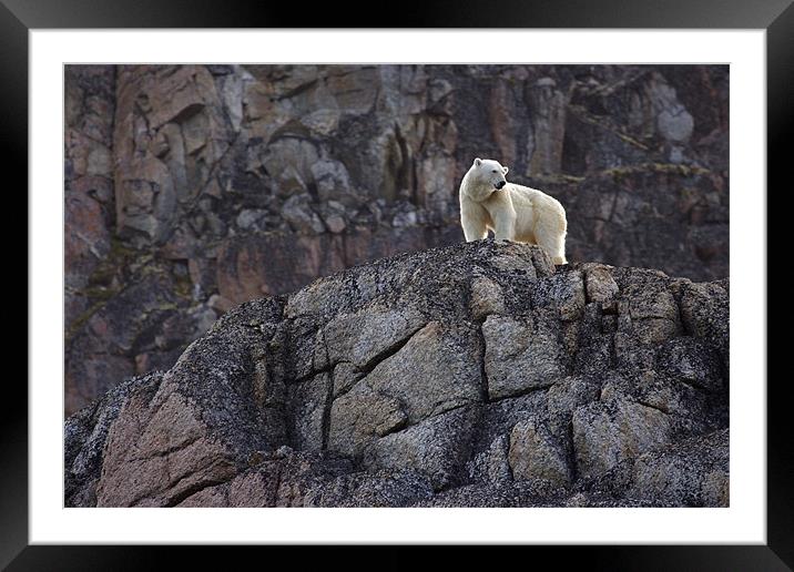 Polar Bear Framed Mounted Print by Gail Johnson
