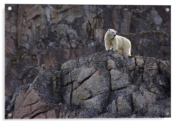 Polar Bear Acrylic by Gail Johnson
