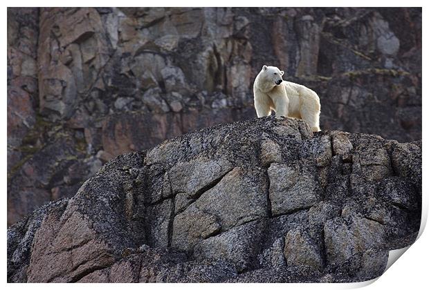 Polar Bear Print by Gail Johnson