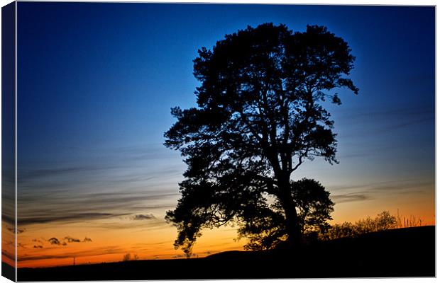 Old Oak Tree at Sunset Canvas Print by Derek Beattie