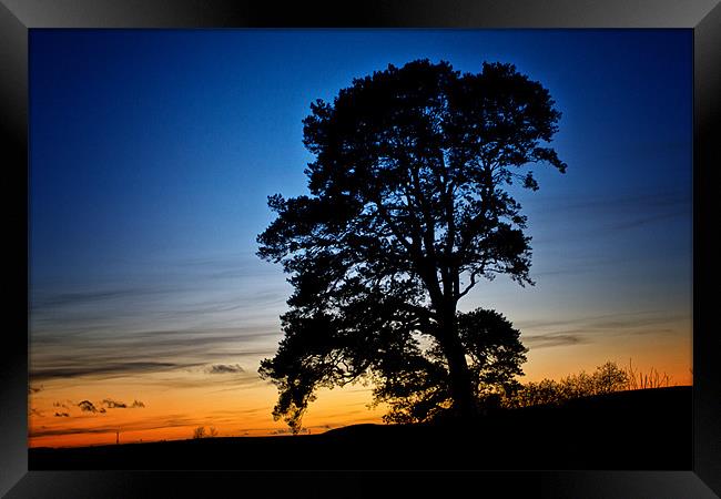 Old Oak Tree at Sunset Framed Print by Derek Beattie