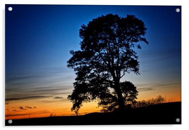 Old Oak Tree at Sunset Acrylic by Derek Beattie