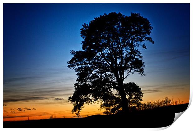 Old Oak Tree at Sunset Print by Derek Beattie