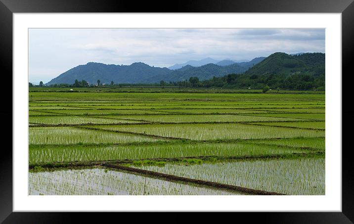 Rice Field Framed Mounted Print by Shervin Moshiri