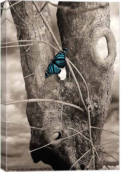 Butterfly Blue Canvas Print by Christine Lake