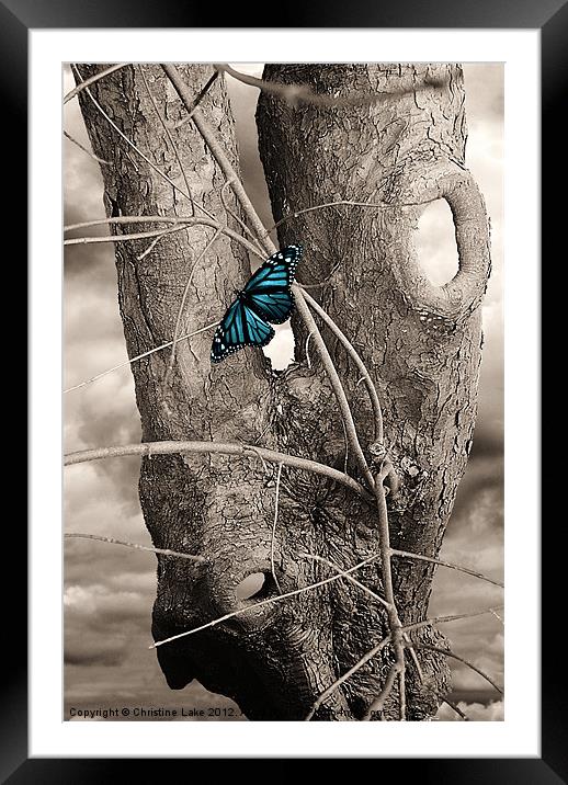 Butterfly Blue Framed Mounted Print by Christine Lake