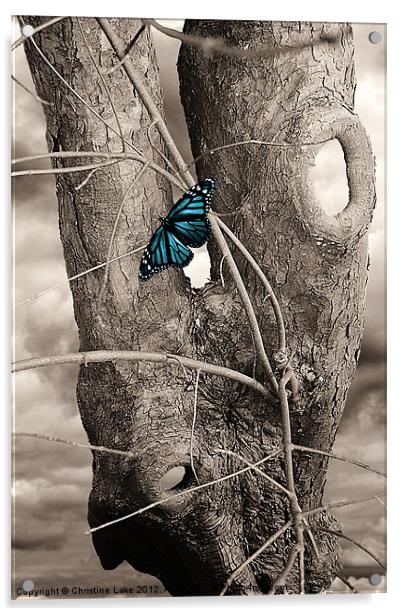 Butterfly Blue Acrylic by Christine Lake