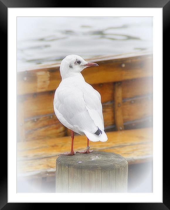 Seagull on the Lake. Framed Mounted Print by Jacqui Kilcoyne