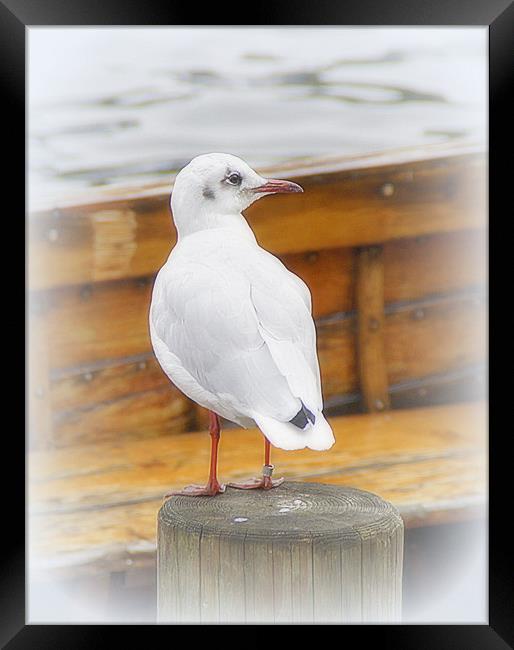 Seagull on the Lake. Framed Print by Jacqui Kilcoyne