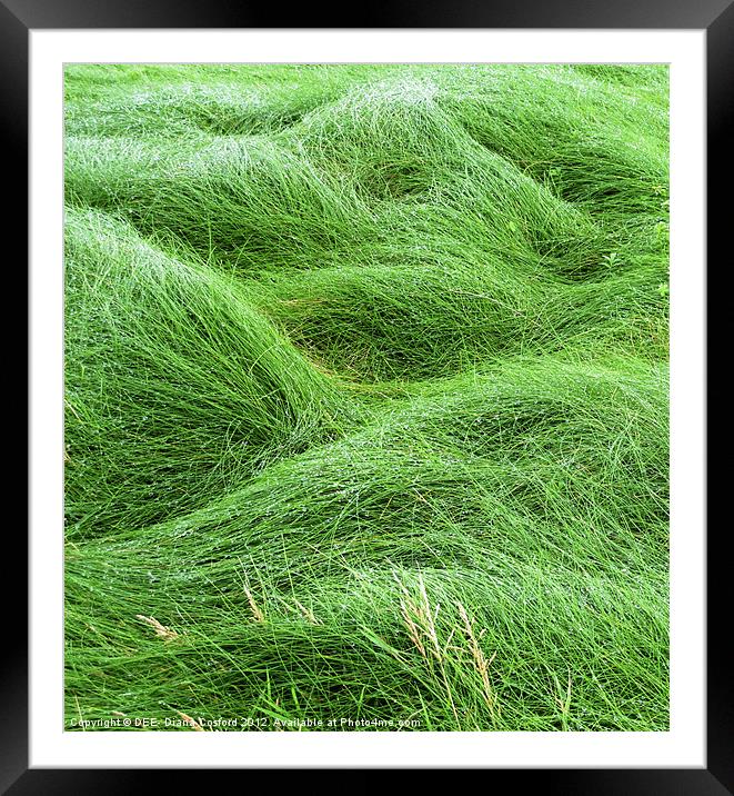 Windswept coastal grasses, Wales Framed Mounted Print by DEE- Diana Cosford
