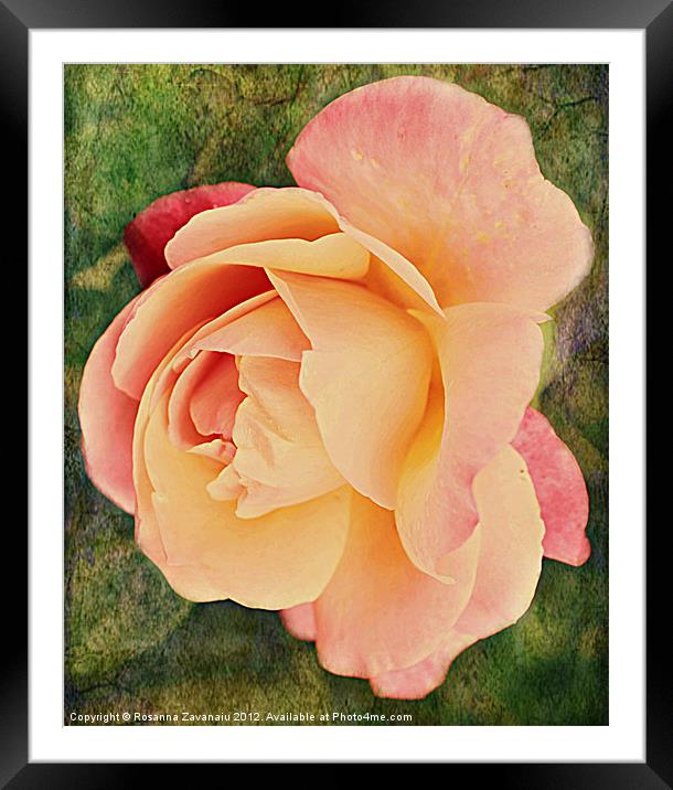 Pinkness Textured Rose. Framed Mounted Print by Rosanna Zavanaiu