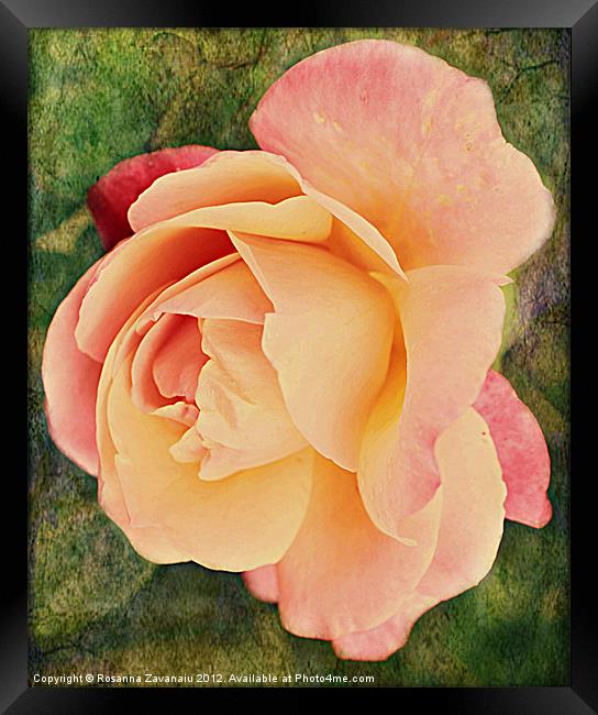 Pinkness Textured Rose. Framed Print by Rosanna Zavanaiu