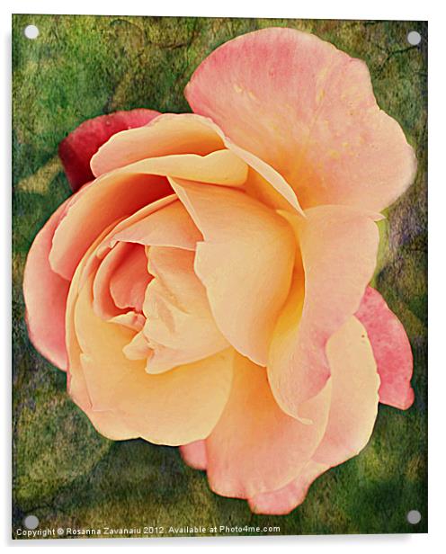 Pinkness Textured Rose. Acrylic by Rosanna Zavanaiu