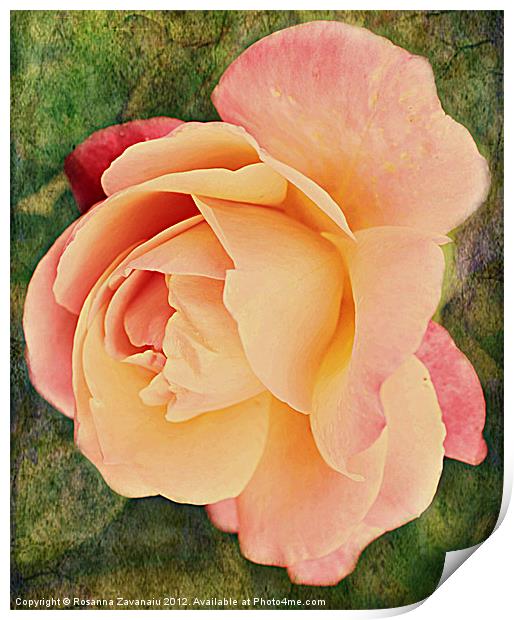 Pinkness Textured Rose. Print by Rosanna Zavanaiu