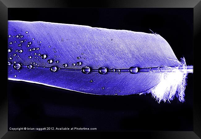 Blue Feather Raindrops Framed Print by Brian  Raggatt