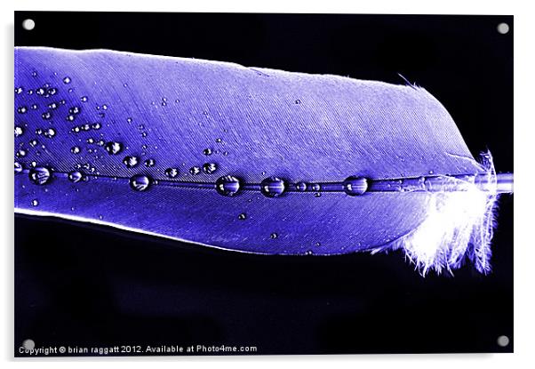 Blue Feather Raindrops Acrylic by Brian  Raggatt