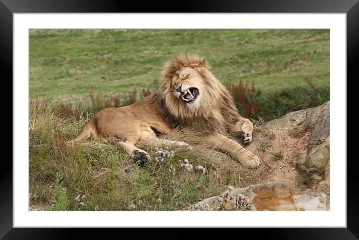 Lion Framed Mounted Print by Darren Watkinson