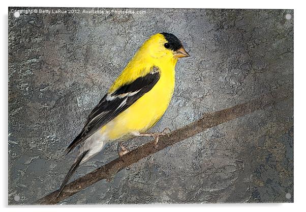 American Goldfinch Acrylic by Betty LaRue