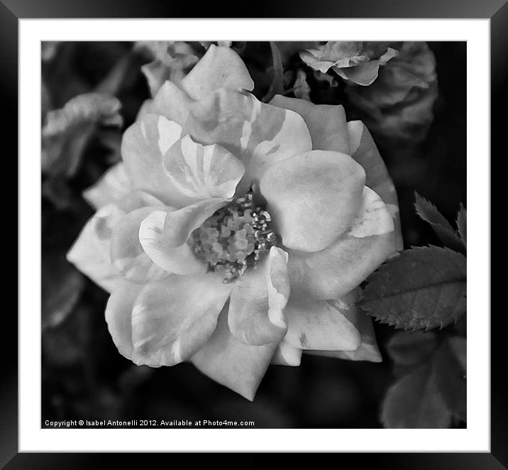 Garden Camellia Flower Framed Mounted Print by Isabel Antonelli