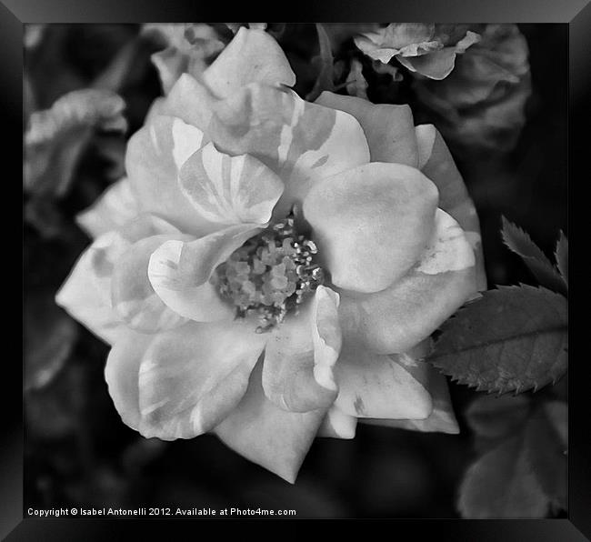 Garden Camellia Flower Framed Print by Isabel Antonelli
