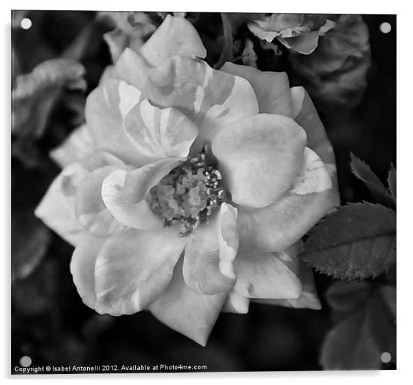 Garden Camellia Flower Acrylic by Isabel Antonelli