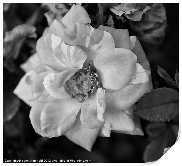 Garden Camellia Flower Print by Isabel Antonelli