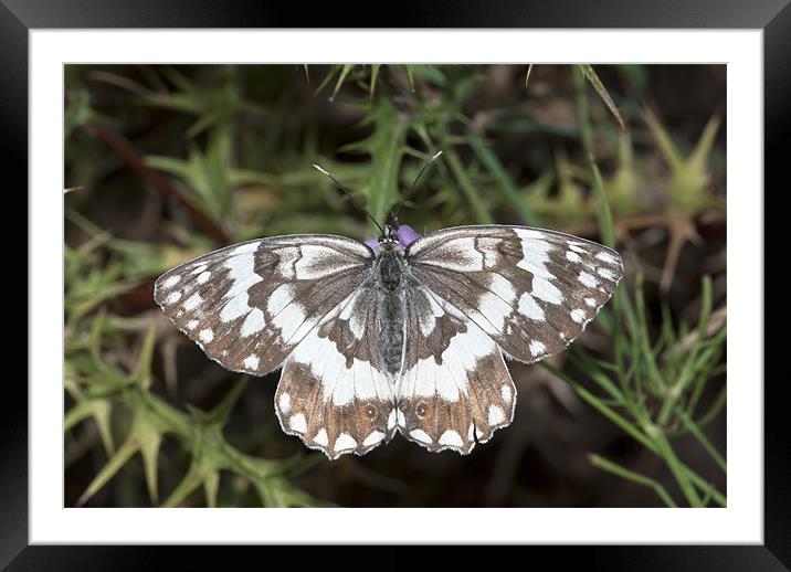 Marbled White Butterfly Framed Mounted Print by Oliver Porter