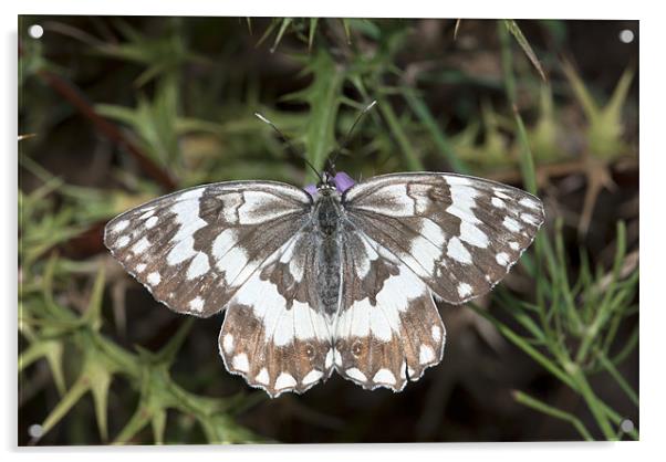 Marbled White Butterfly Acrylic by Oliver Porter