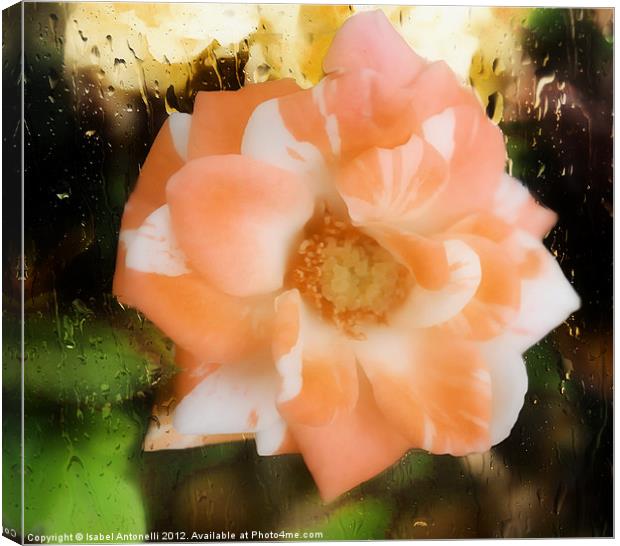 Camellia Flower Canvas Print by Isabel Antonelli