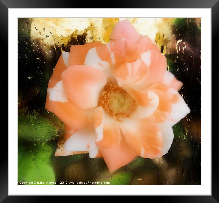 Camellia Flower Framed Mounted Print by Isabel Antonelli