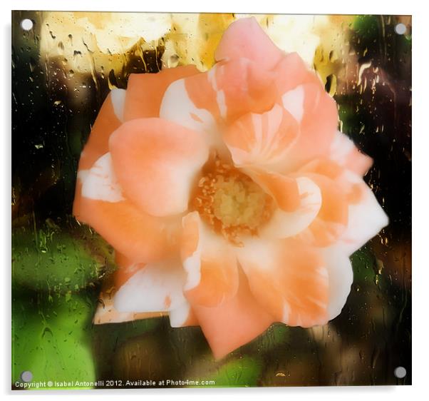 Camellia Flower Acrylic by Isabel Antonelli