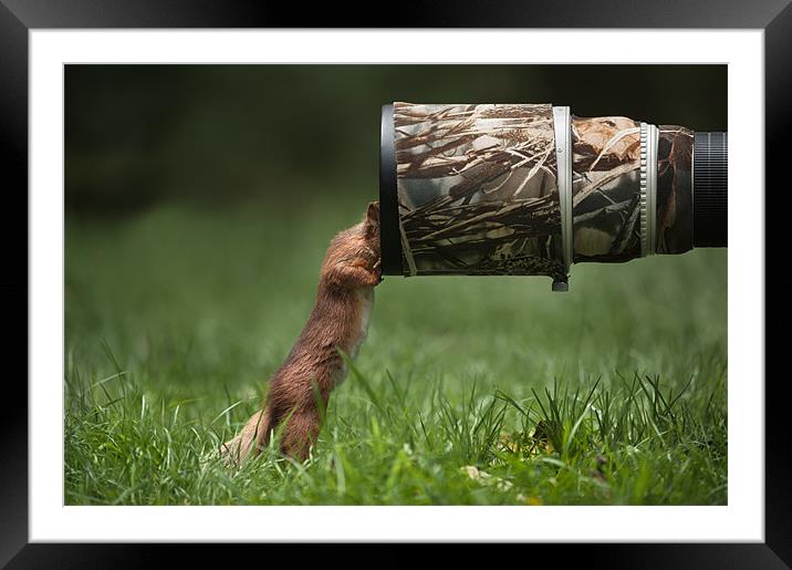 Red Squirrel inspecting a camera lens. Framed Mounted Print by Natures' Canvas: Wall Art  & Prints by Andy Astbury