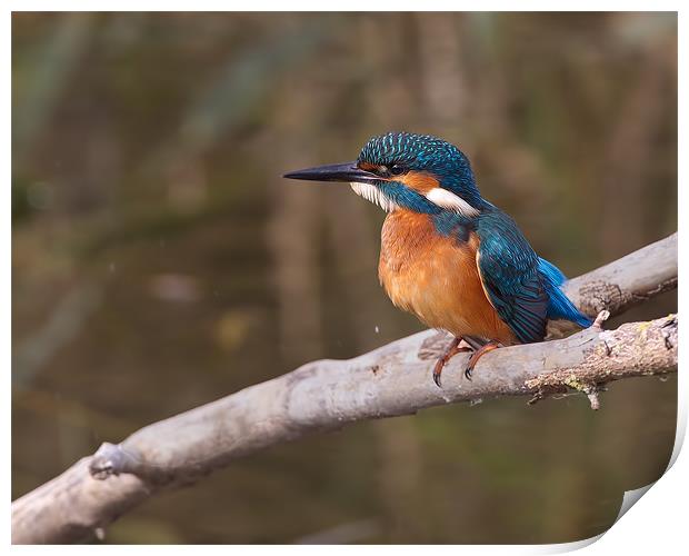 Kingfisher Print by Don Davis